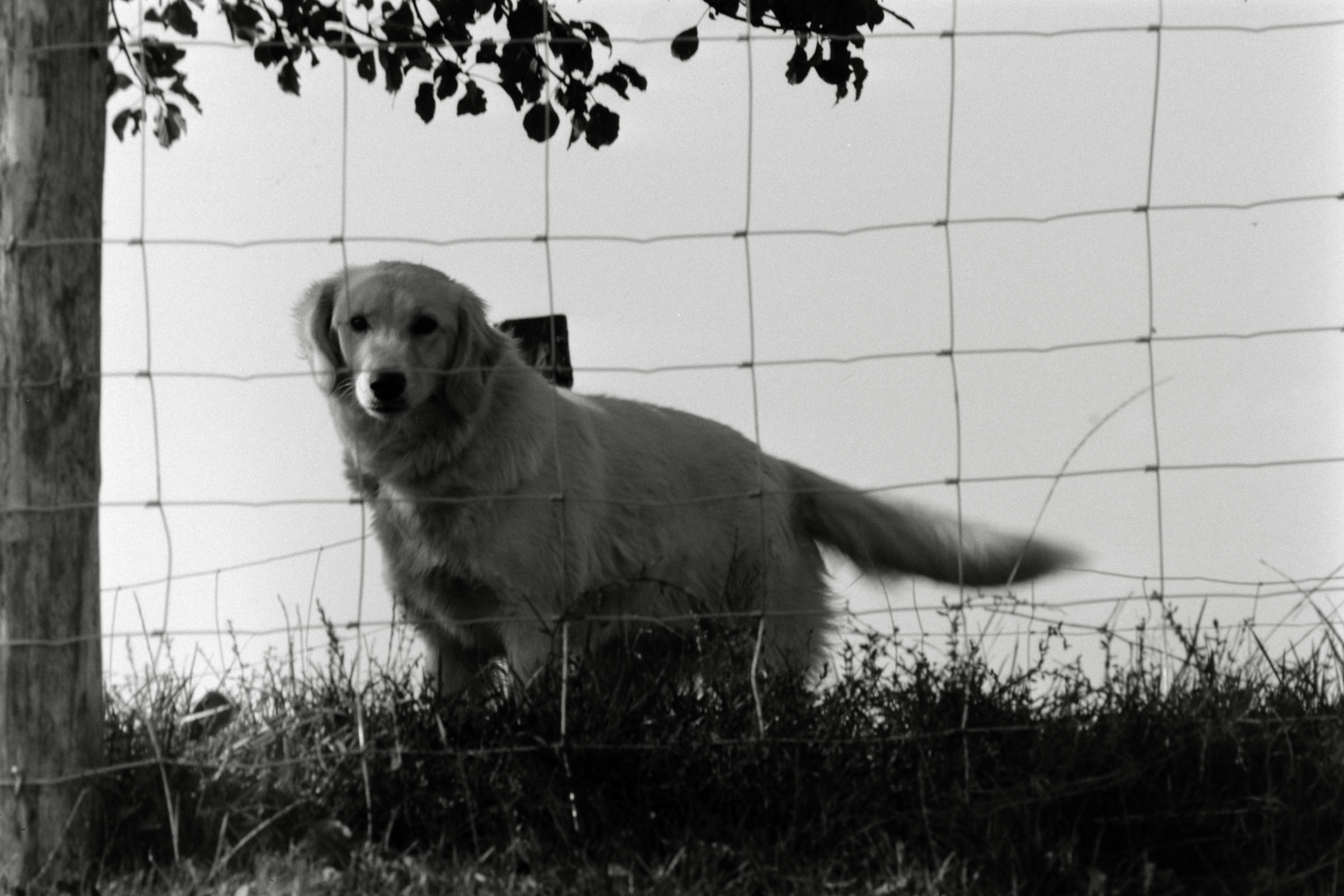 AHP F1990 09 007 sc250506 img07 NLP